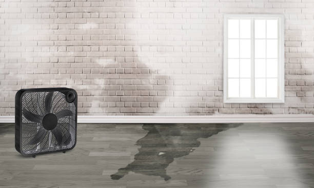 Best Water damage cleanup near me  in West Dundee, IL